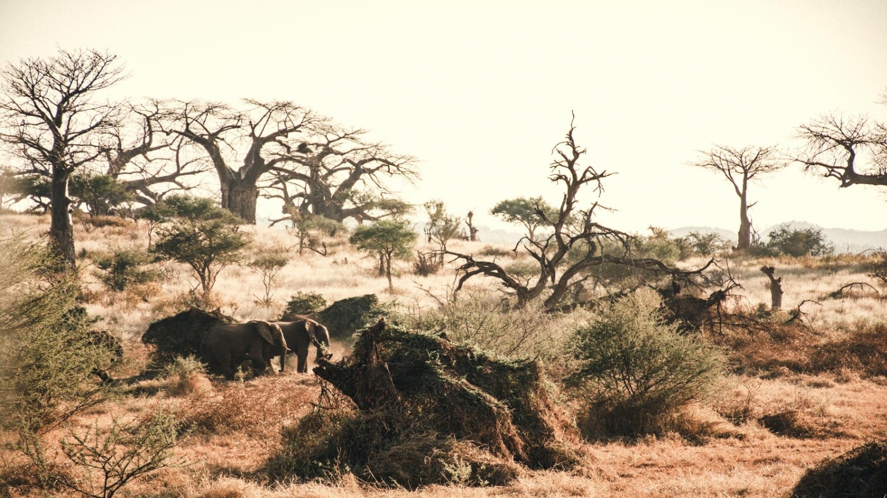 RETURN Africa Pafuri Tented Camp Wildlife